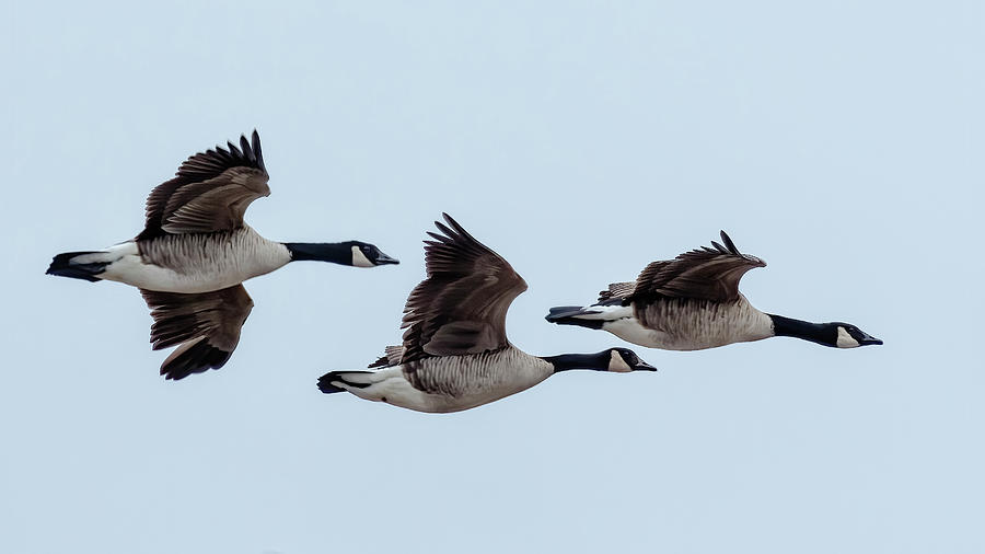 Dusky Canada Geese, No. 2 Photograph by Belinda Greb