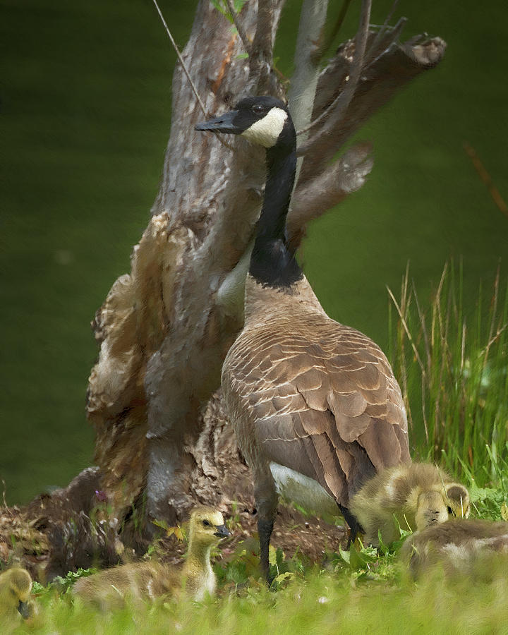 Dusky Canada Goose and Goslings Photograph by Belinda Greb