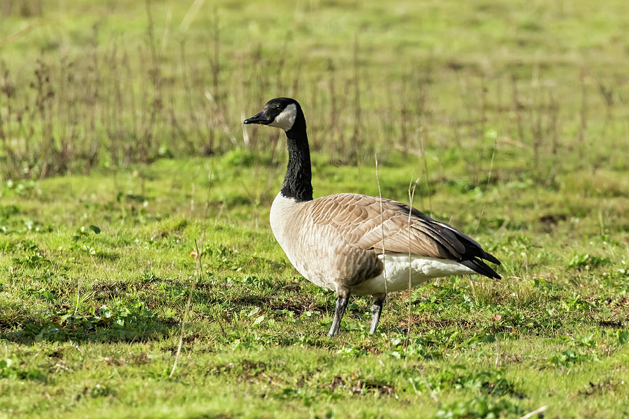 Dusky Canada Goose Posing Photograph by Belinda Greb - Fine Art America