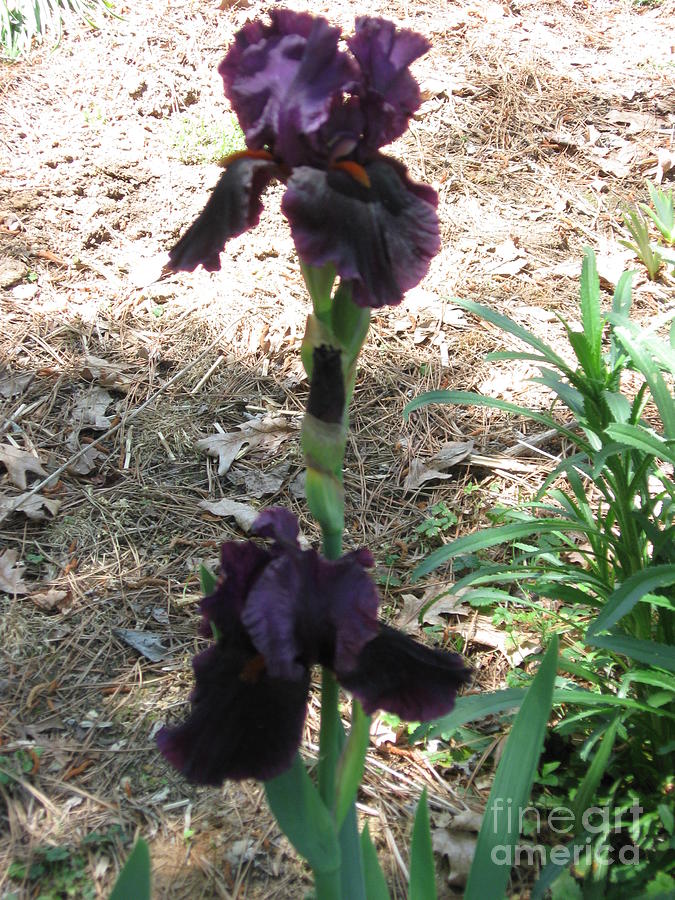 Night Attack German Bearded Iris in Raleigh North Carolina Photograph by Catherine Ludwig Donleycott