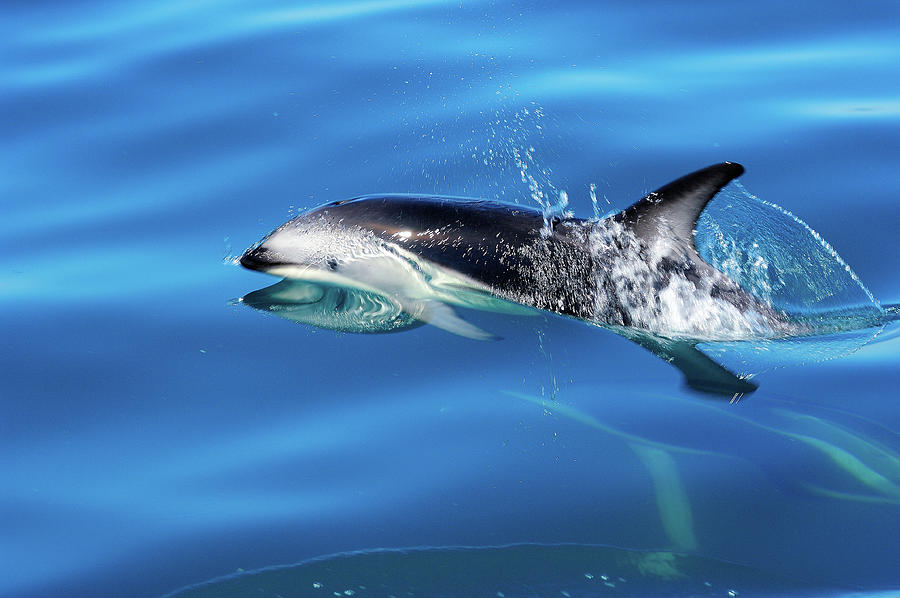 Dusky Dolphin Photograph by Doug Wittrock