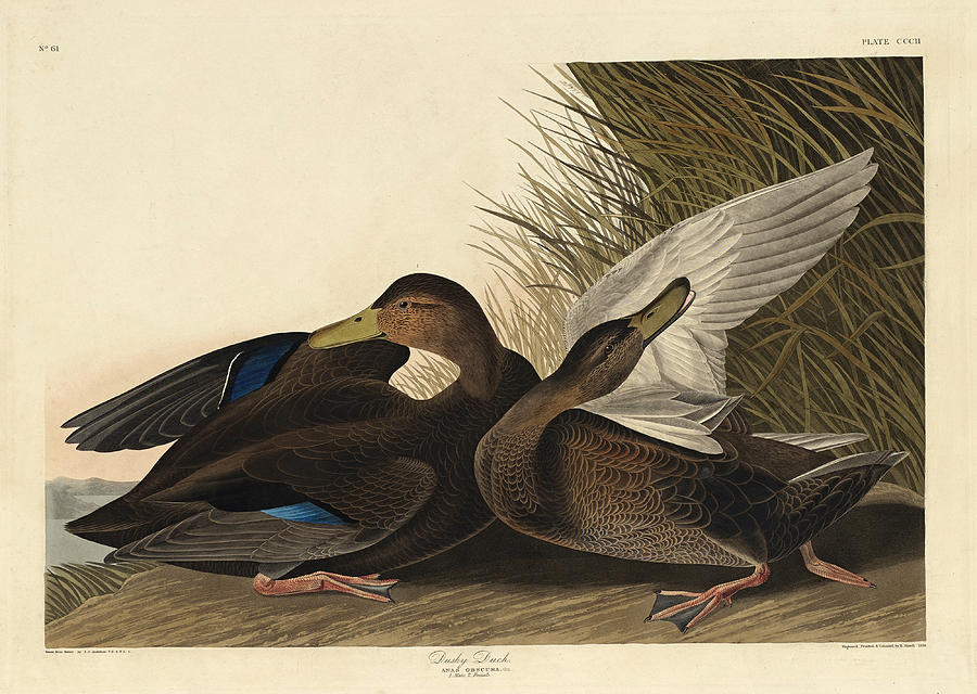 Dusky Duck Drawing by Robert Havell
