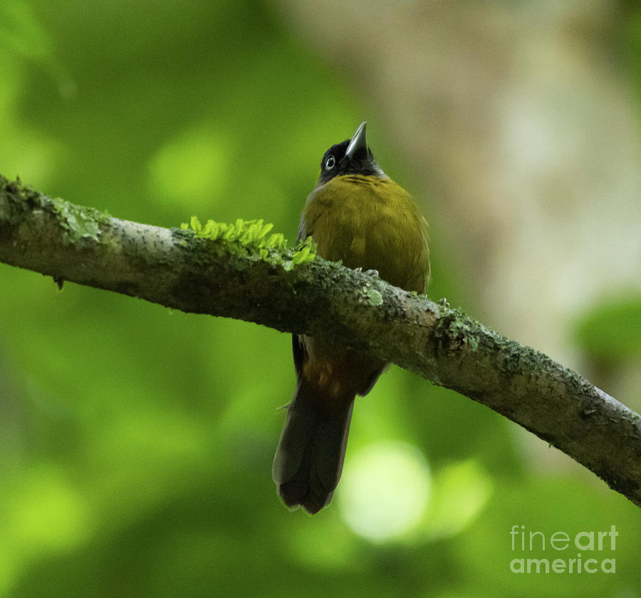 Wildlife Photograph - Dusky-Faced Tanager by Eva Lechner