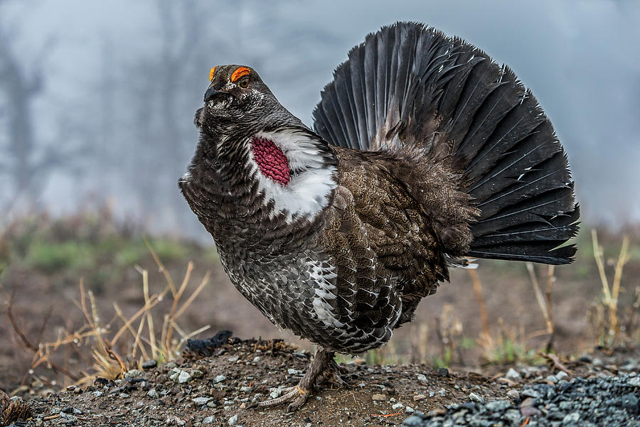 Dusky Grouse Strutting In Fog Photograph by Yeates Photography