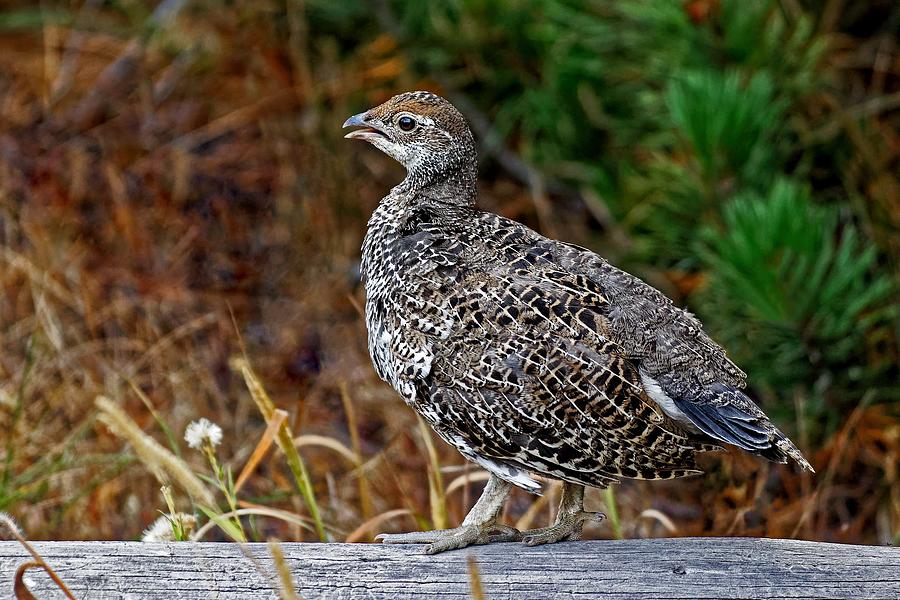 Dusky Grouse - Yellowstone Photograph by KJ Swan - Pixels