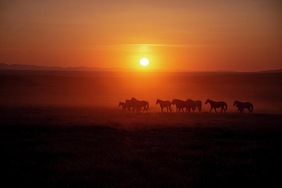 Dusky Orange Wild Horse Sunset Photograph by Dirk Johnson
