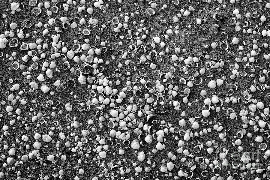 Shell Photograph - Dusky Shells Monochrome by Tim Gainey