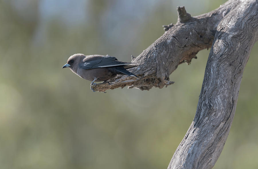 Dusky Woodswallow #3 Photograph by Puttaswamy Ravishankar Dusky Woodswallow #3 Photograph by Puttaswamy Ravishankar