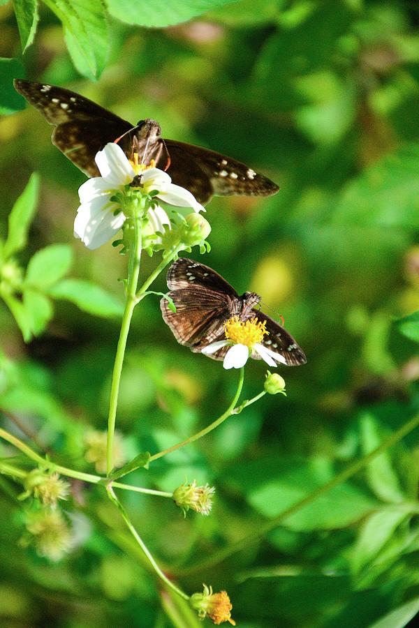 Duskywing Butterflies B   Photograph by Christopher Mercer