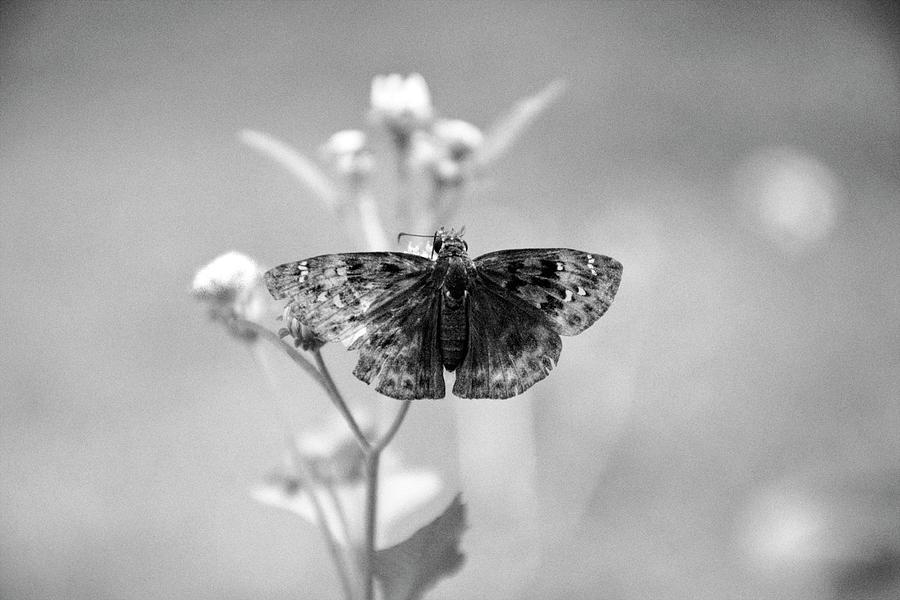 Duskywing Butterfly Black And White Photograph by Christopher Mercer