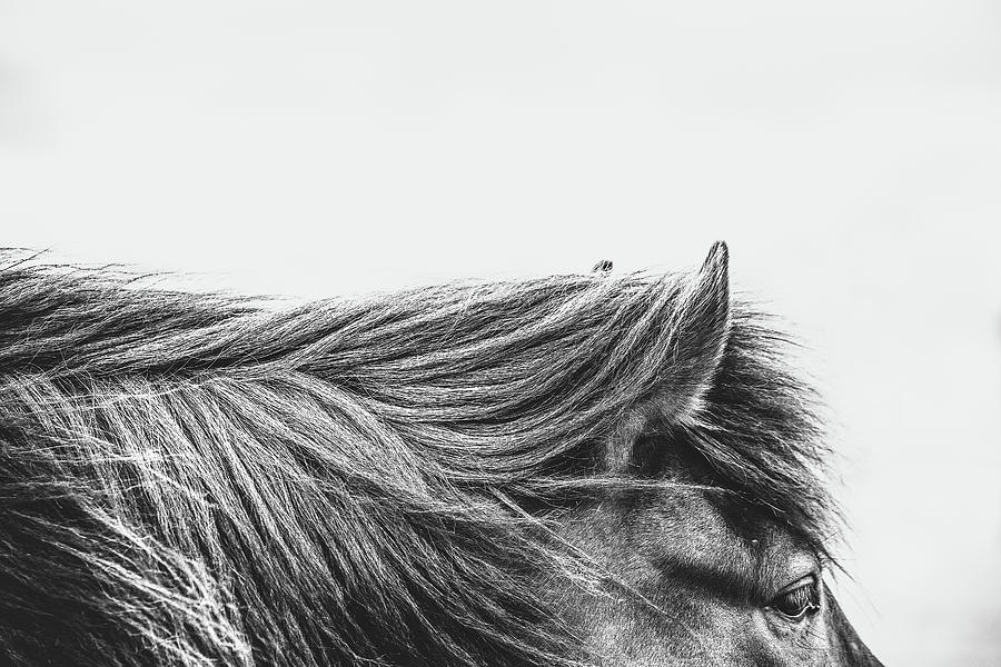 Dustin - Horse Art Photograph by Lisa Saint