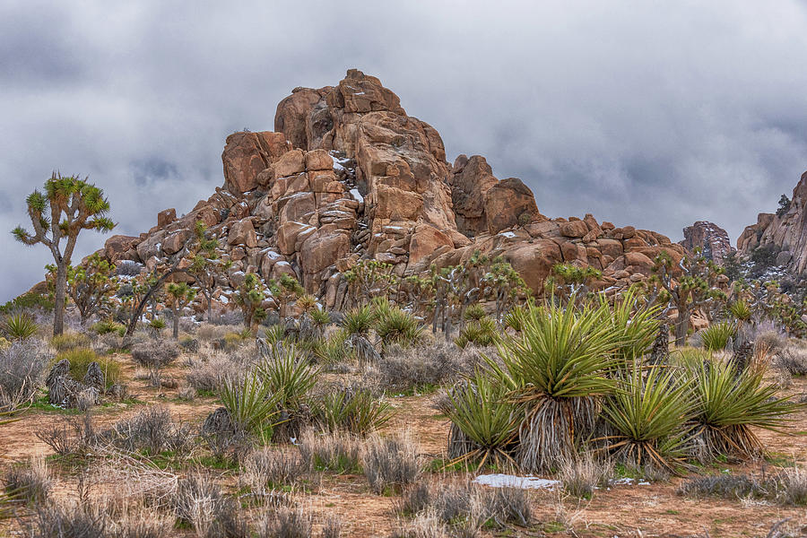 Dusting in Joshua Tree Photograph by Marilyn McFarlin Dusting in Joshua Tree Photograph by Marilyn McFarlin