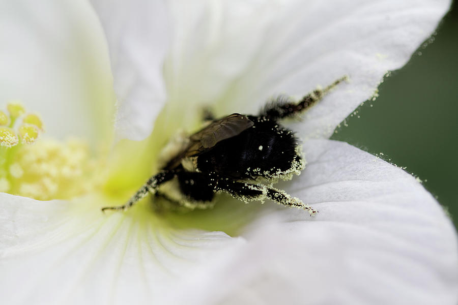 Dusty Bee Butt Photograph by Kathy Clark