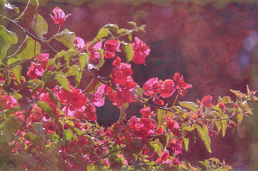 Dusty Bougainvillea Flowers in Pink Digital Art by Gaby Ethington