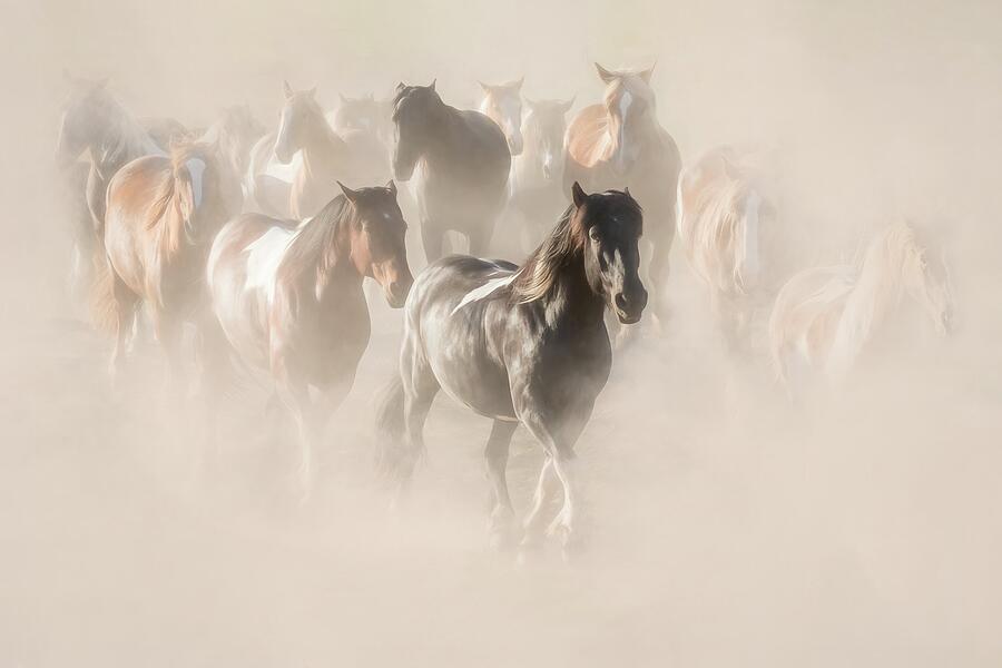 Dusty Dance Photograph by Tracy Munson