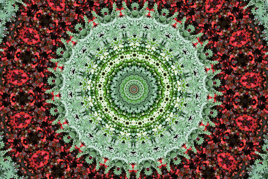 Dusty Miller Protects Begonia Kaleidoscope Photograph