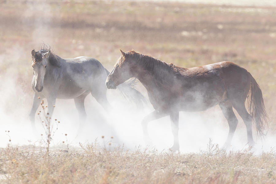 Dusty Onaqui Mustangs Photograph by Belinda Greb