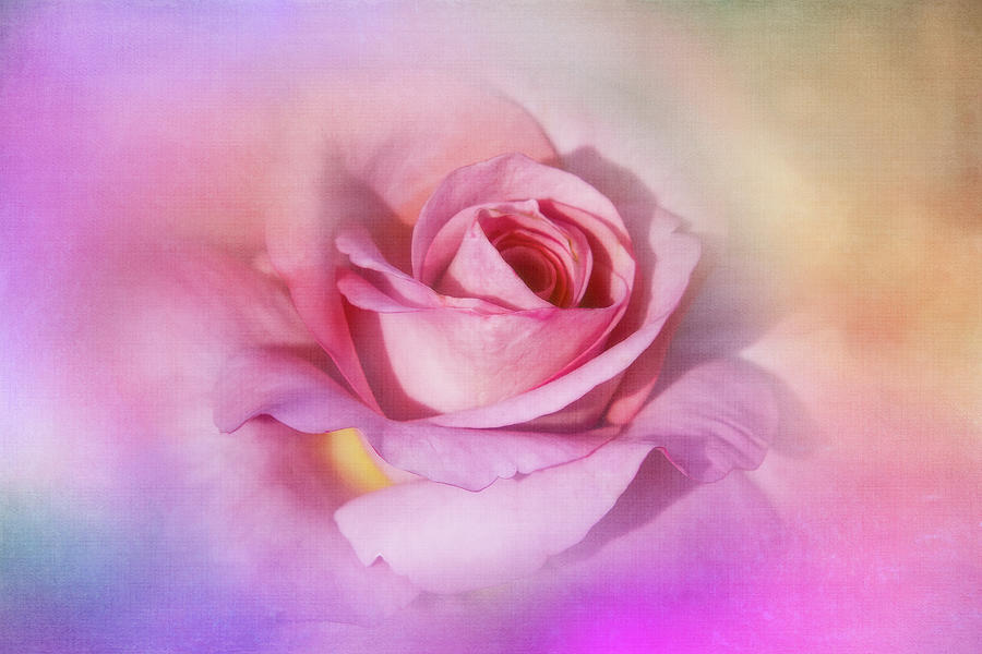 Dusty Pink Rose Digital Art by Terry Davis