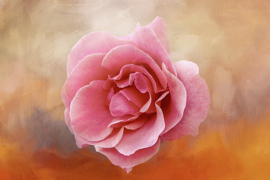Dusty Rose Floating Digital Art by Terry Davis