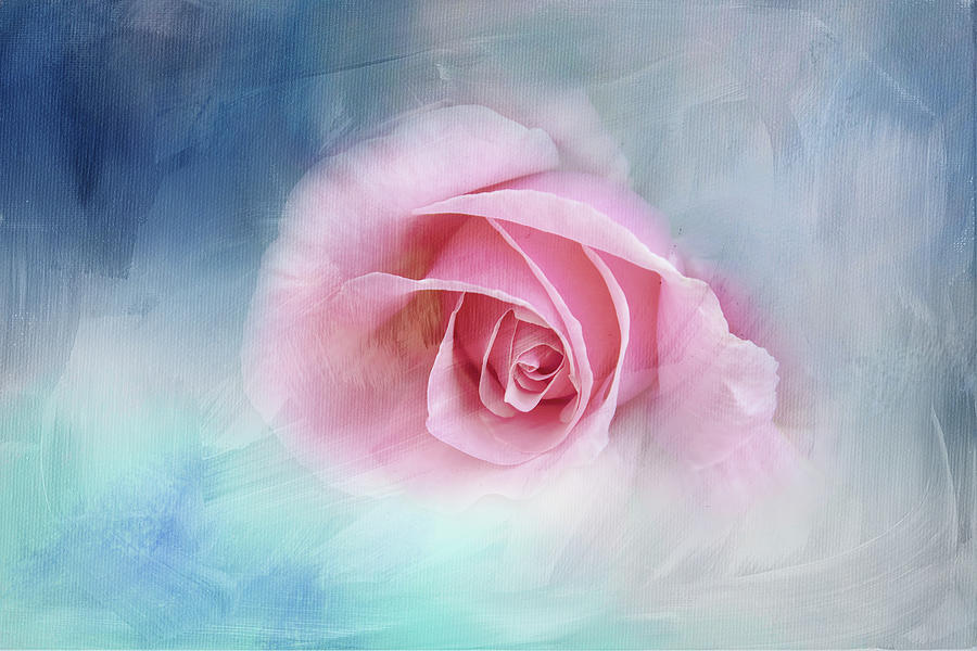 Dusty Rose on Blue Digital Art by Terry Davis