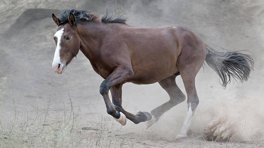 Dusty Sprint. Photograph by Paul Martin