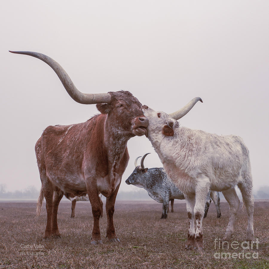 Dusty, the stunning longhorn cow Photograph by Cathy Valle