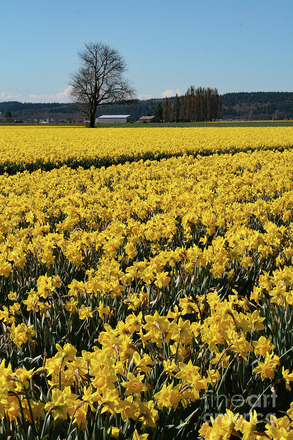 Dutch Daffodils Photograph by Norma Appleton
