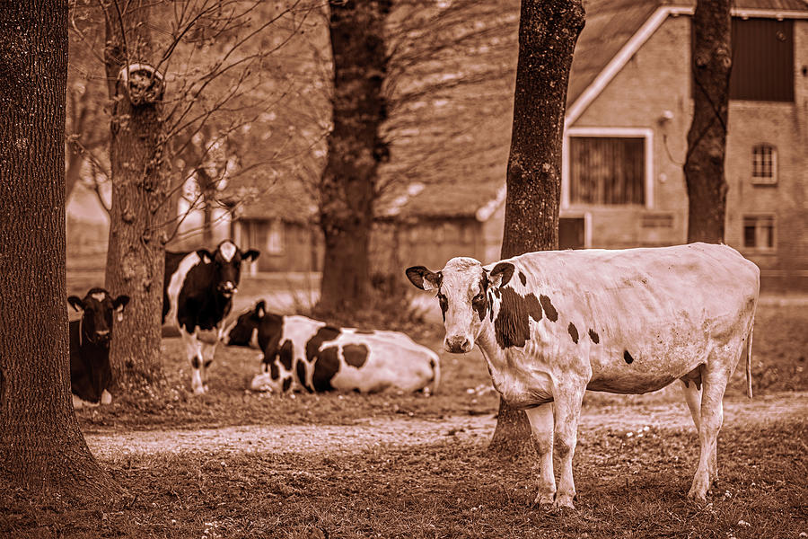 Dutch farming Photograph by Harrie Muis | Pixels