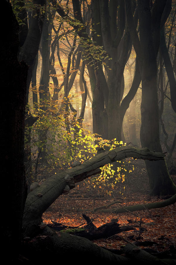 Dutch Forest In Autumn Photograph By Yvonne Albe | Fine Art America