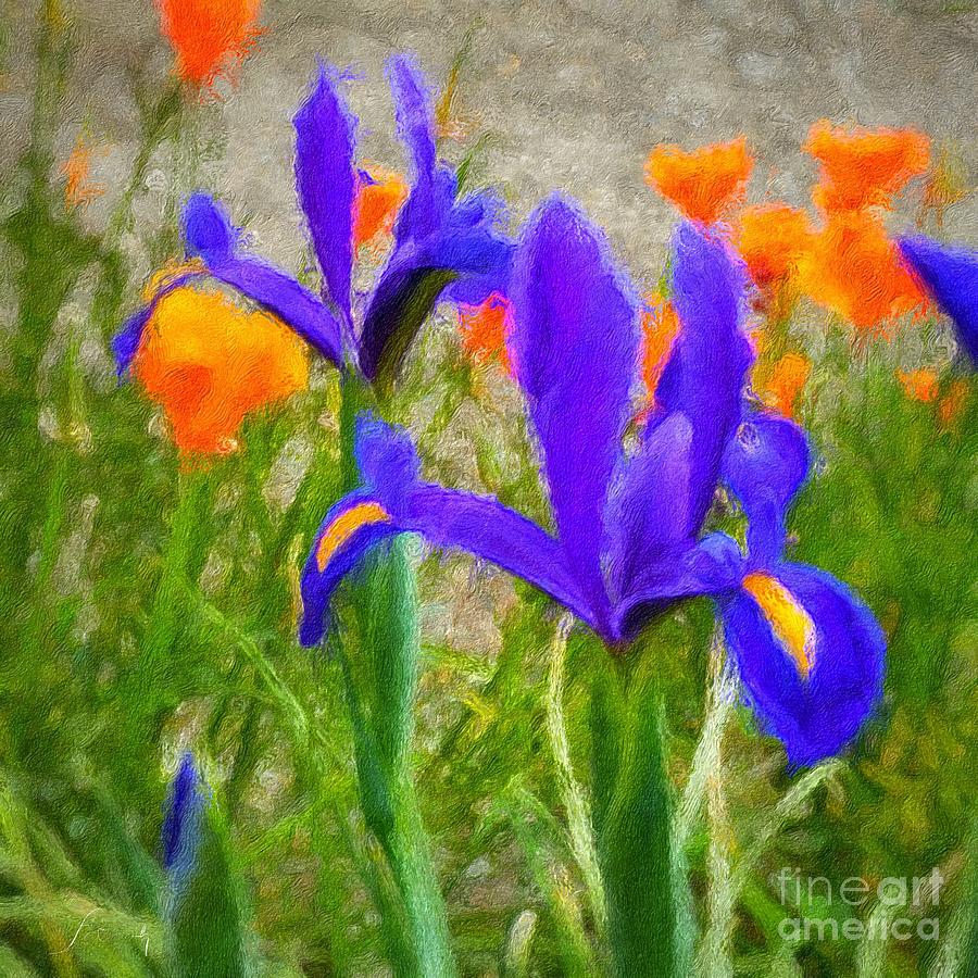 Dutch iris and California Poppies Photograph by Jeanette French