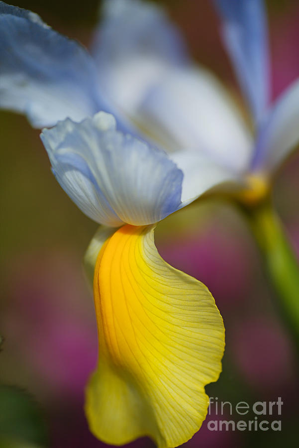 Dutch Iris Beardless Flower Photograph by Joy Watson
