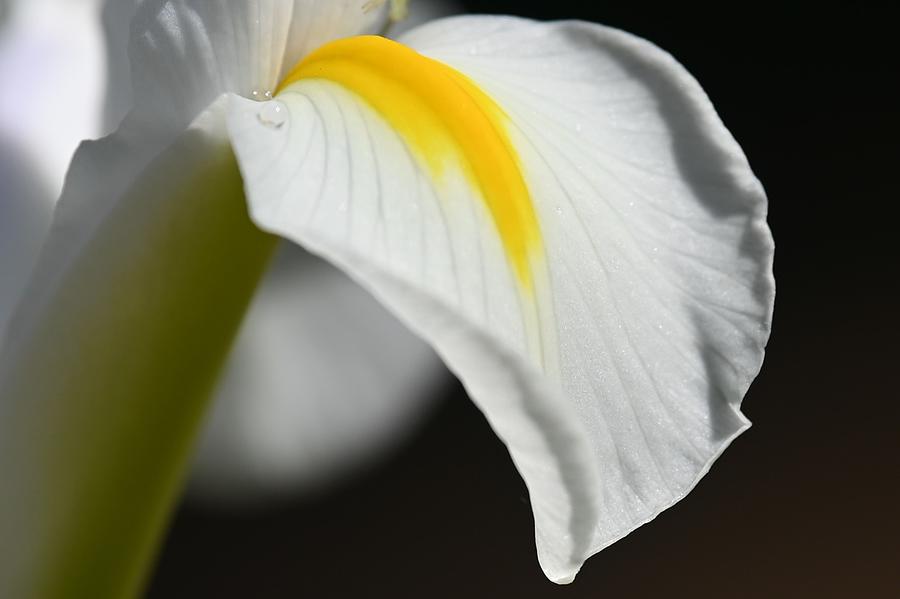 Iris Photograph - Dutch Iris by Bill Tincher