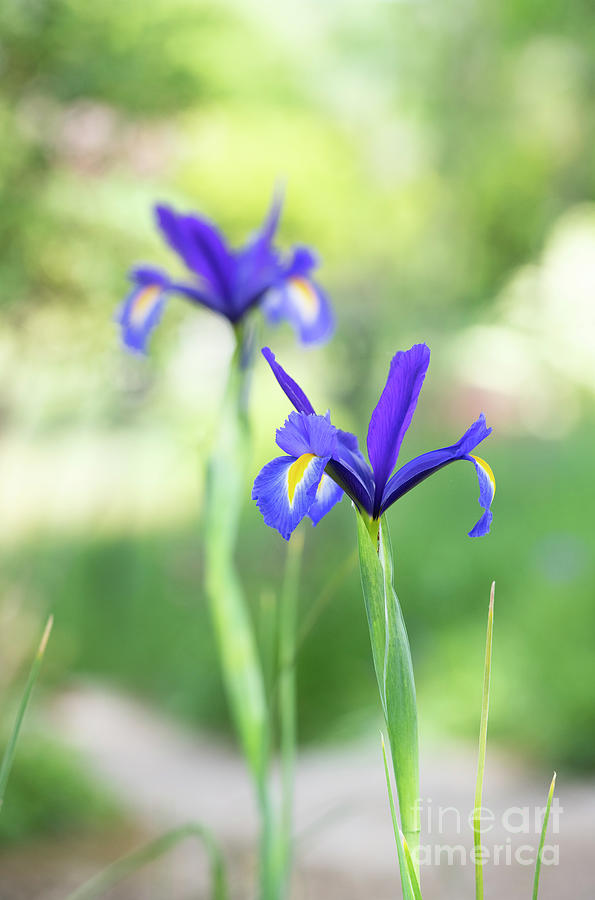 Iris Photograph - Dutch Iris Blue Magic Flower by Tim Gainey