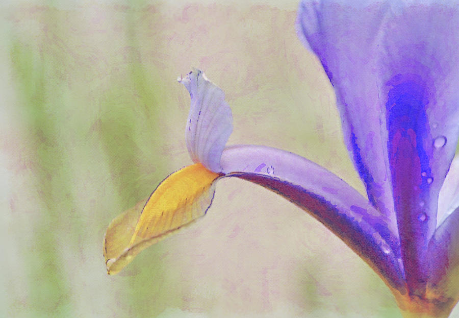 Dutch Iris Close Up Watercolor Style Digital Art by Gaby Ethington