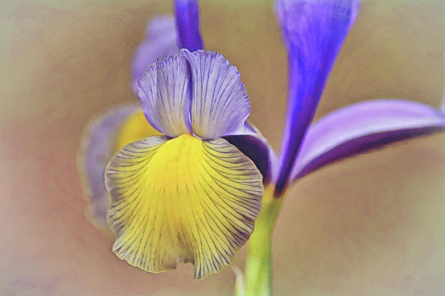 Dutch Iris Flower Close Up and Illustrated Digital Art by Gaby Ethington