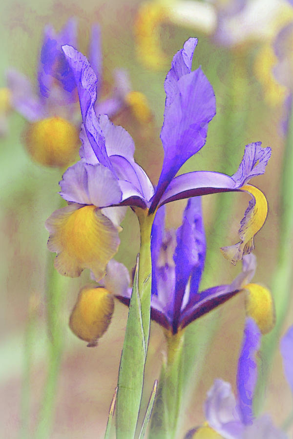 Dutch Iris Flowers Illustrated Portrait Digital Art by Gaby Ethington