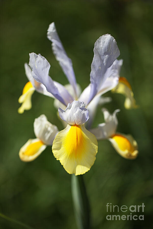 Dutch Iris Full Flower Display Photograph by Joy Watson