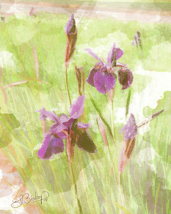 Dutch Iris Mauve Digital Art by Larry J Pixels