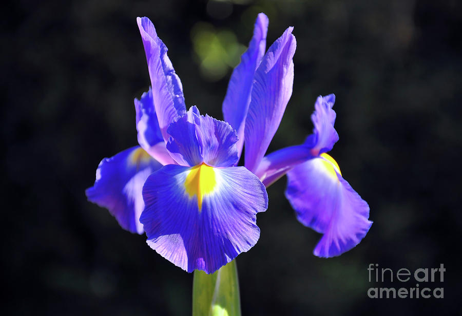 Dutch Iris Photograph by Milleflore Images