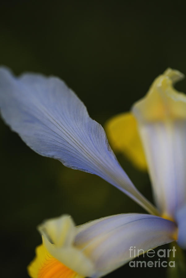 Dutch Iris Oriental Beauty  Photograph by Joy Watson
