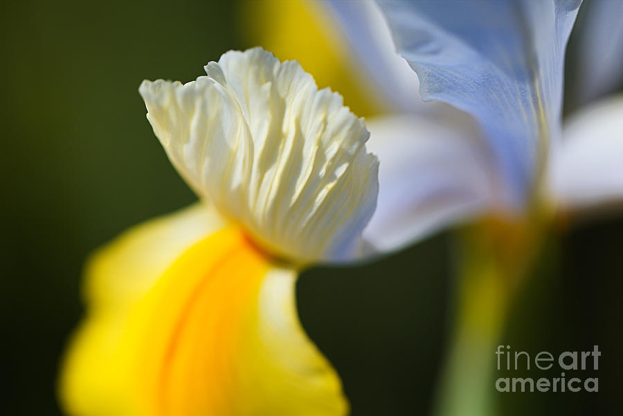 Dutch Iris Oriental  Photograph by Joy Watson