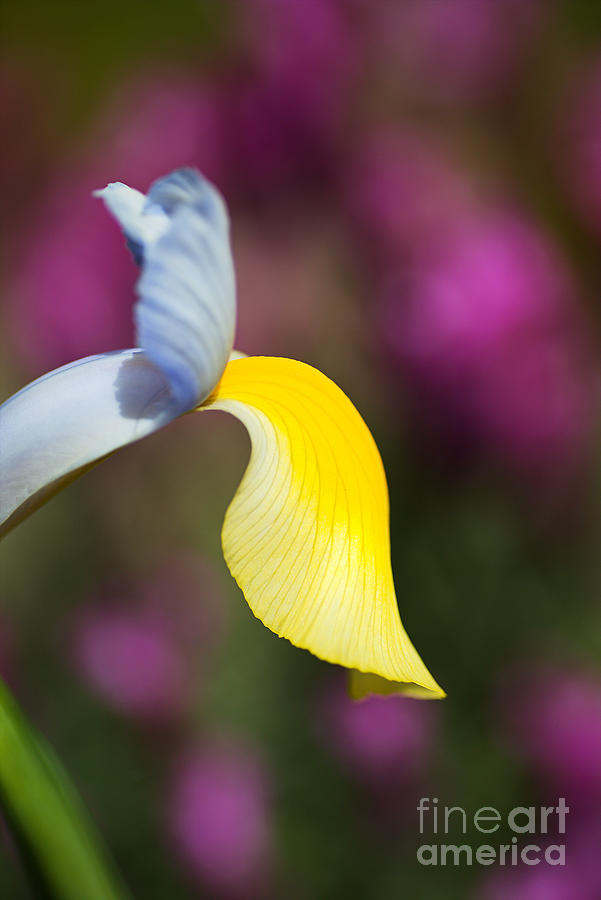 Dutch Iris Symphony Photograph by Joy Watson Dutch Iris Symphony Photograph by Joy Watson