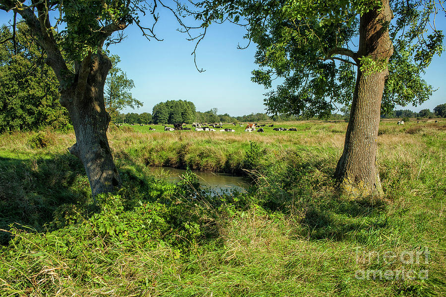 Dutch landscape with cows and brook  Photograph by Patricia Hofmeester