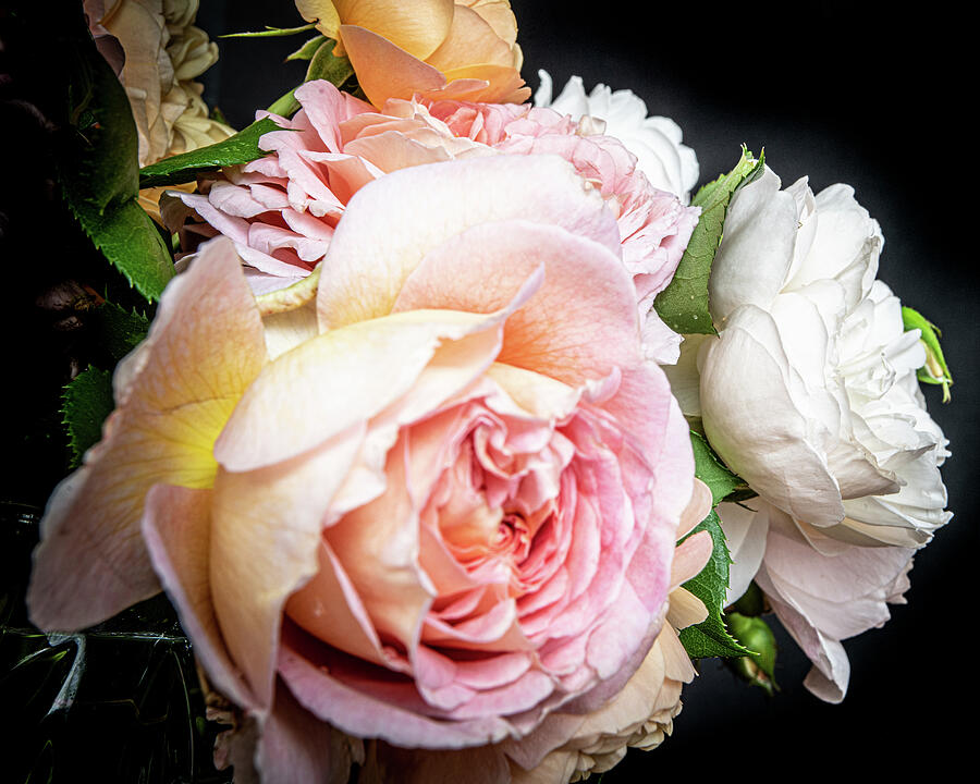 Dutch Roses Photograph by Suzy Quigley Pixels