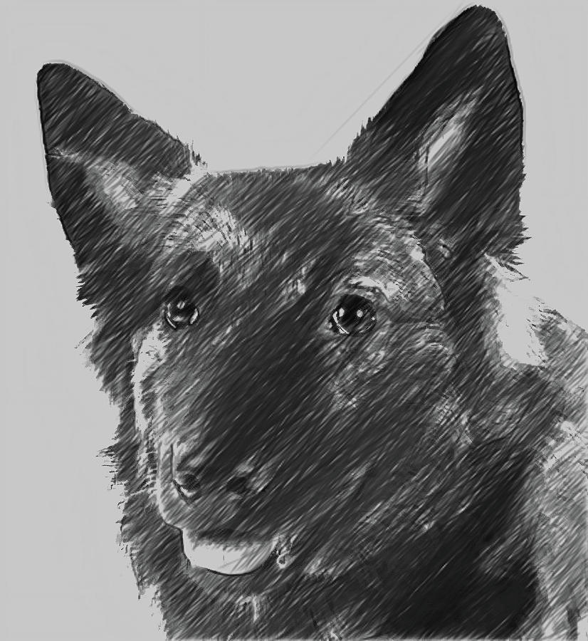 Dutch Shepherd Dog.. Digital Art by Bob Smerecki - Fine Art America