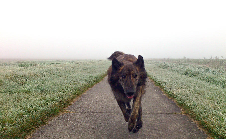 Dutch shepherd dog running Photograph by Cristina Corduneanu