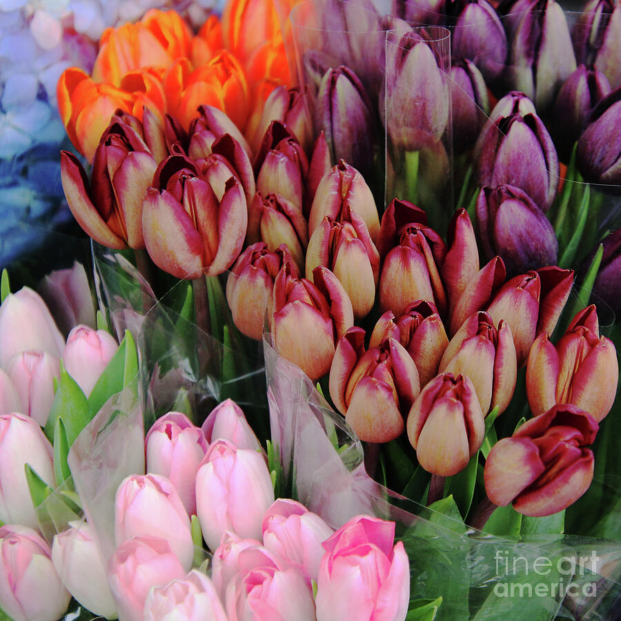 Flower Photograph - Dutch Treats by Michael May