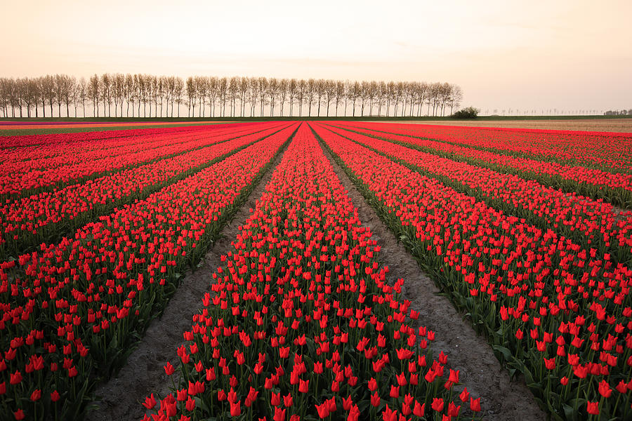 Flower Photograph - Dutch Tulip field by Claire Droppert