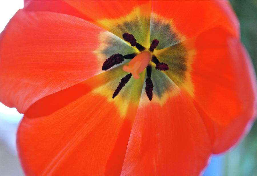 Dutch Umbrella Photograph by Michele Myers