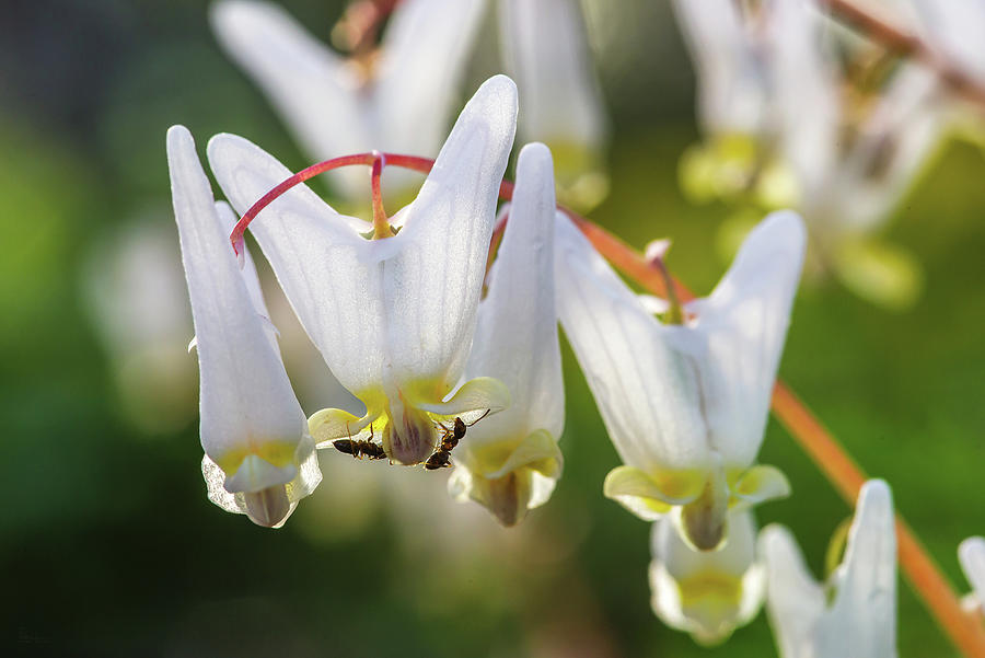 Dutchmans Breeches with ants enjoying nectar Photograph by Peter Herman